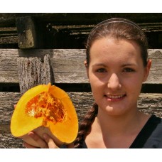 QUARTER CROWN PUMPKIN  - MEDIUM - PUKEKOHE Grown 